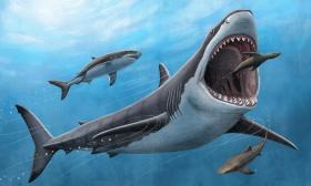 Quái vật megalodon hay cá mập trắng bơi nhanh hơn?  第1张