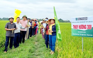 Thái Nguyên: Nông dân mong muốn được mở rộng diện tích giống lúa Thụy Hương 308