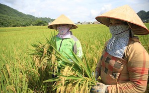 Thái Nguyên: Nông dân mong muốn được mở rộng diện tích giống lúa Thụy Hương 308