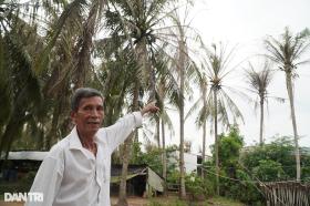 Sâu ăn trụi cả vườn dừa, lão nông rủ bạn đi làm thuê kiếm sống qua ngày