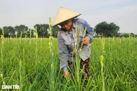 Trồng loài hoa &quot;quý tộc&quot;, nông dân thu lãi gấp 4 lần cấy lúa