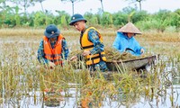  Nhiều ha lúa nảy mầm, nông dân thiệt hại hàng tỷ đồng 第6张