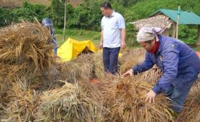  Nhiều ha lúa nảy mầm, nông dân thiệt hại hàng tỷ đồng 第3张