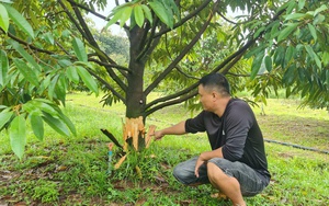 Giá vé vào tham quan ga Đà Lạt tăng gấp 10 lần