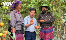 Nông nghiệp quy mô lớn - đánh thức vùng cao Yên Bái  第13张