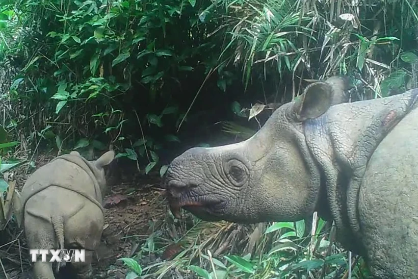  Indonesia chào đón con tê giác Java mới ra đời tại Vườn quốc gia Ujung Kulon 